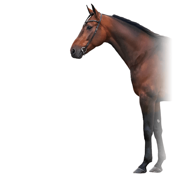 Hingstbild Bedazzled Sox