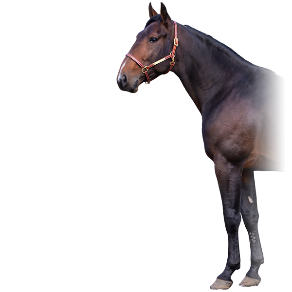 Hingstbild Venerate